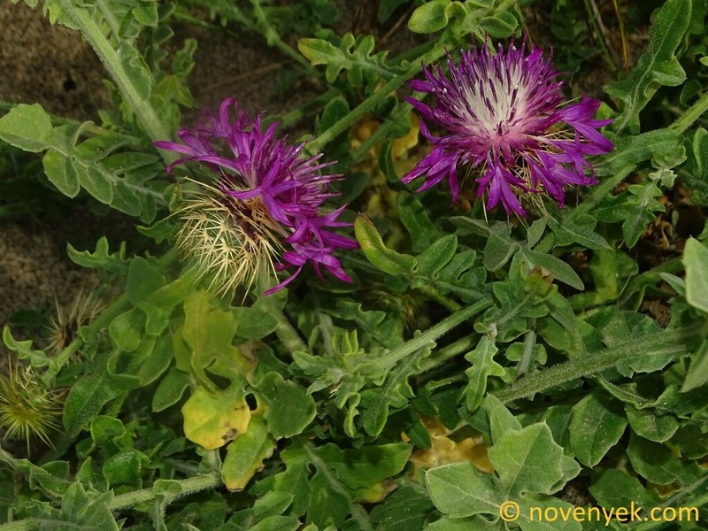 Centaurea sphaerocephala photo 2