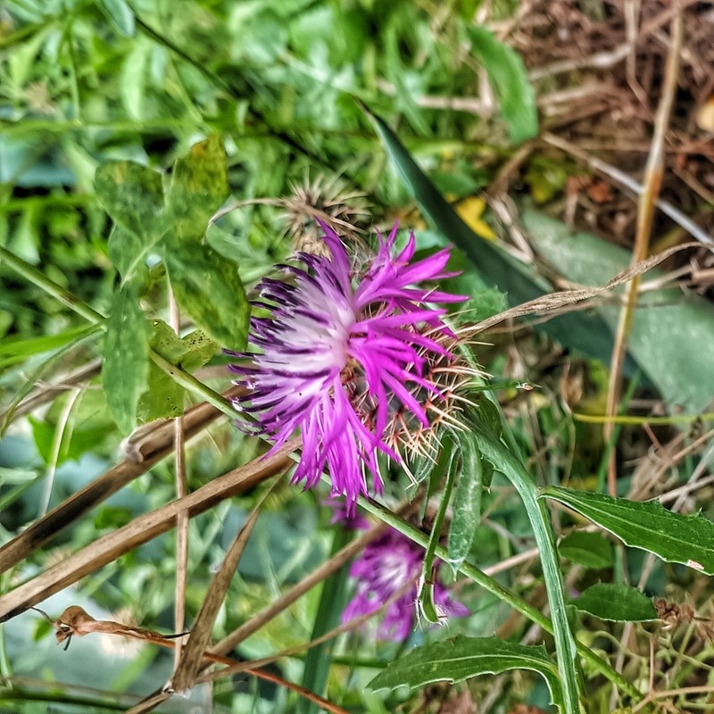 Centaurea sphaerocephala photo 3
