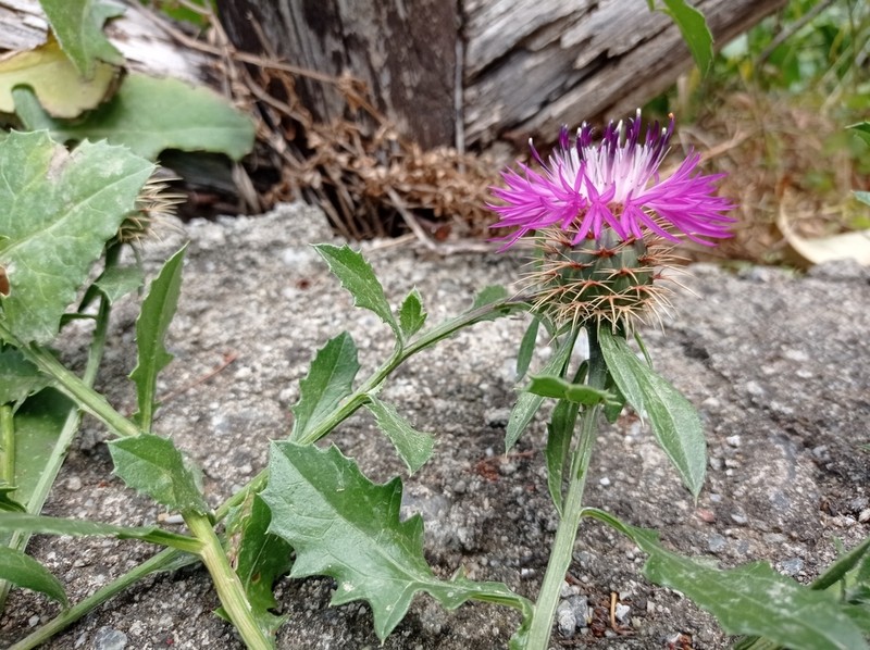 Centaurea sphaerocephala photo 4