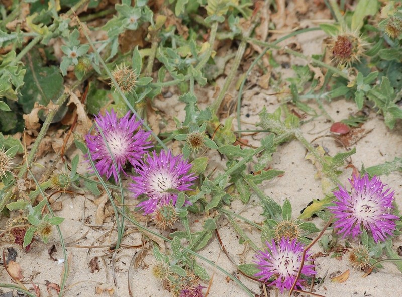 Centaurea sphaerocephala photo 5