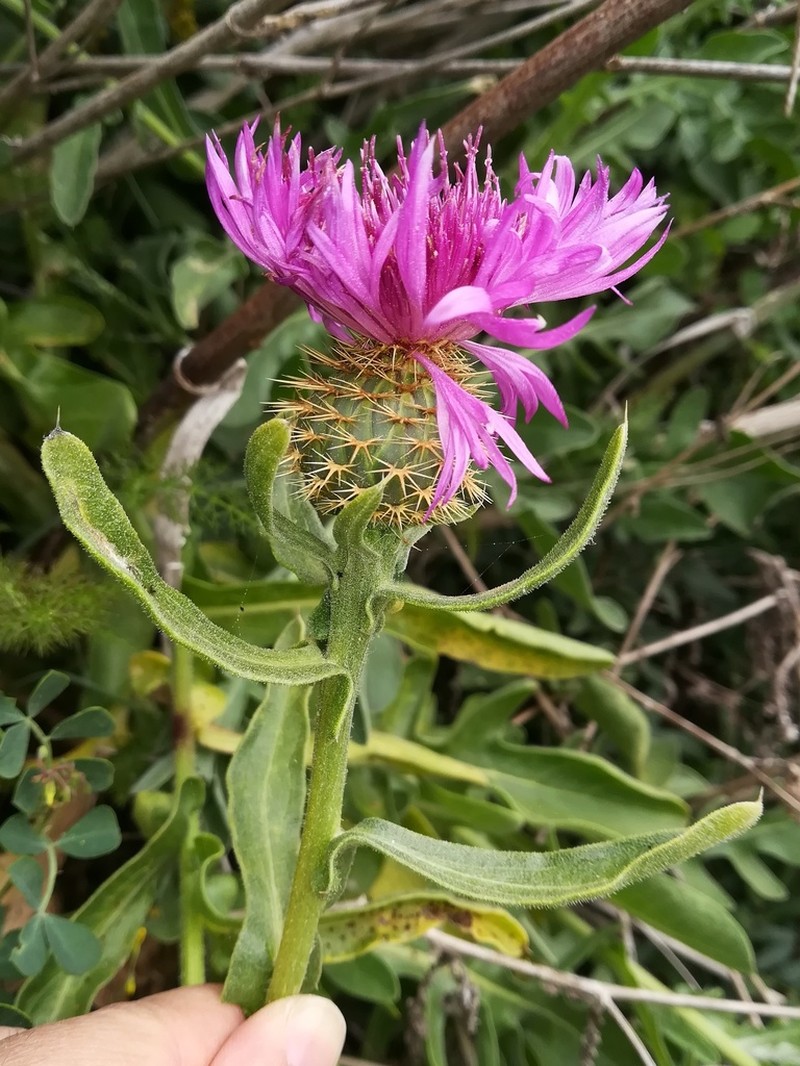 Centaurea sphaerocephala photo 6