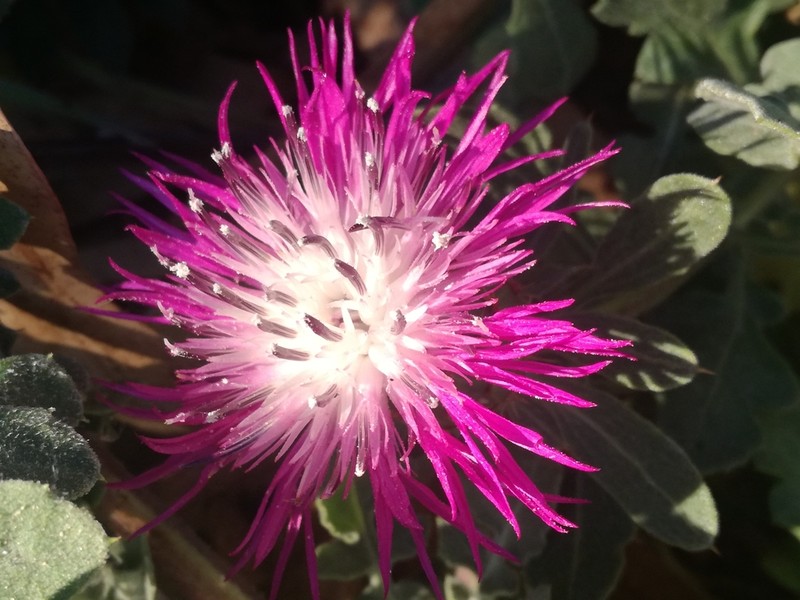 Centaurea sphaerocephala photo 7