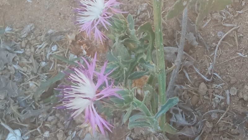 Centaurea sphaerocephala photo 8