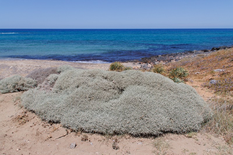 Centaurea spinosa photo 2