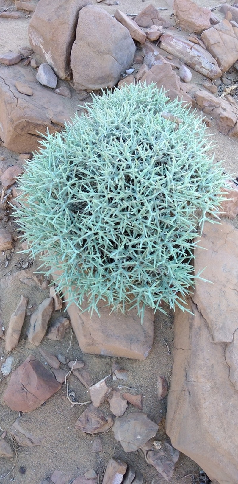 Centaurea spinosa photo 5