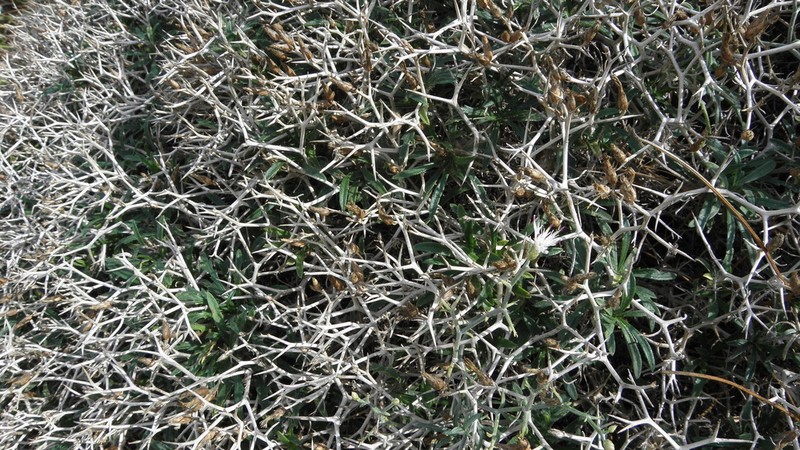 Centaurea spinosa photo 8