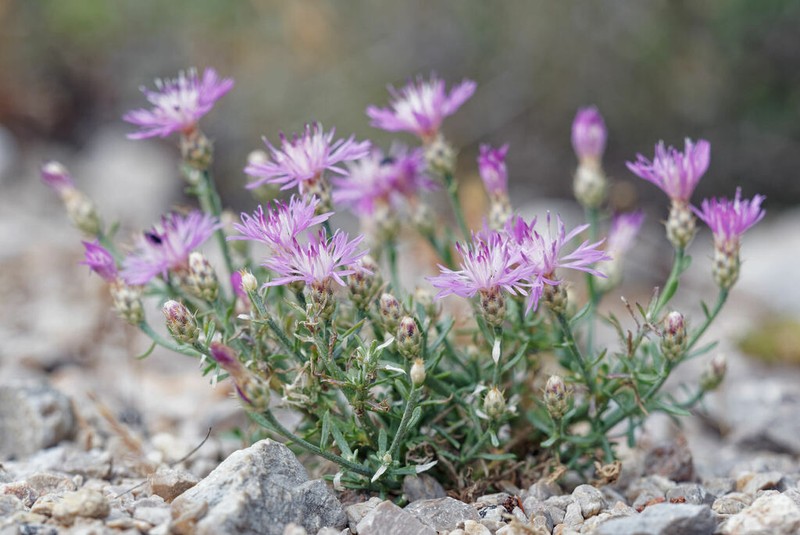 Centaurea spinosociliata