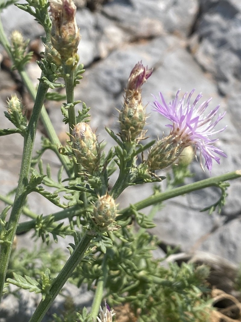Centaurea spinosociliata photo 2