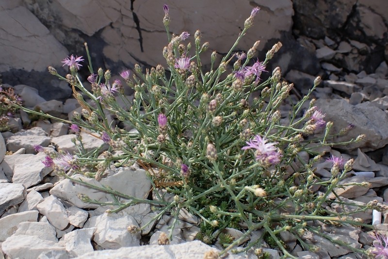 Centaurea spinosociliata photo 3
