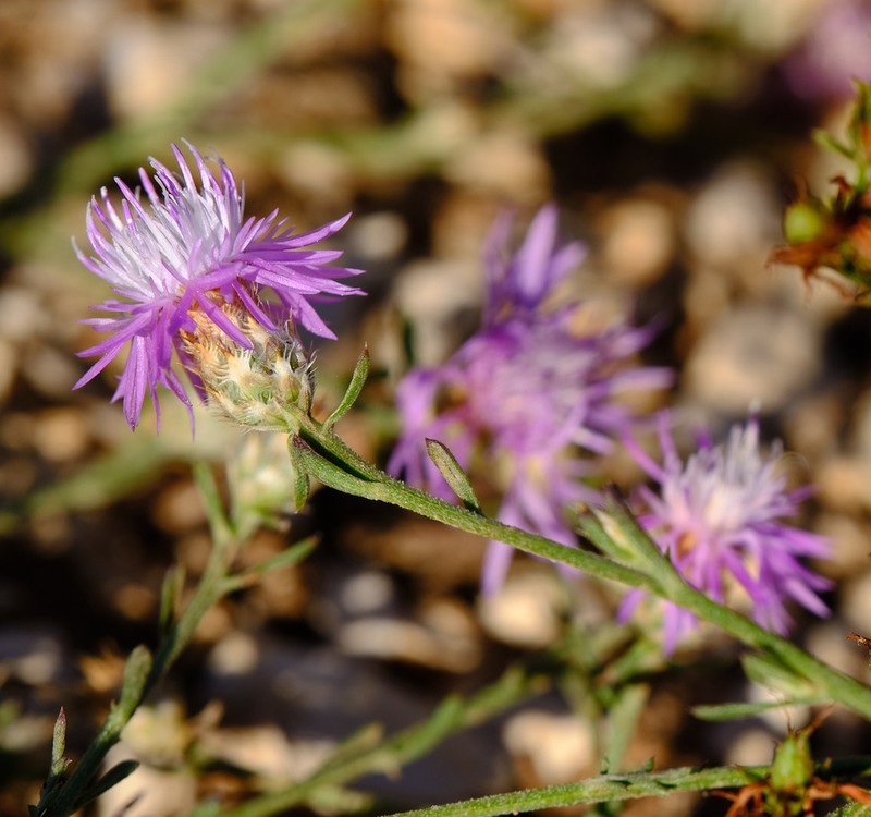 Centaurea spinosociliata photo 4