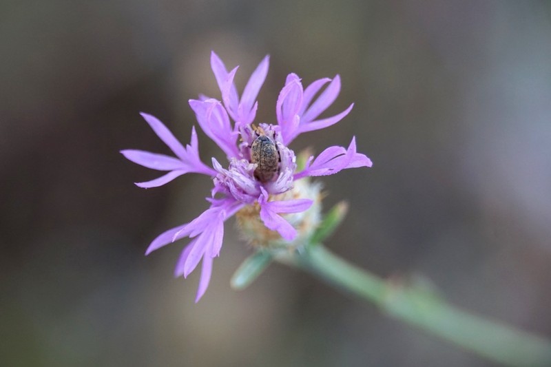 Centaurea spinosociliata photo 5