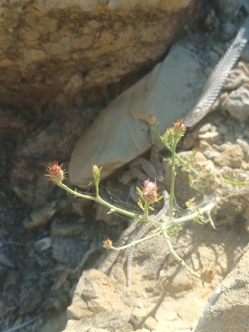 Centaurea spinosociliata photo 6