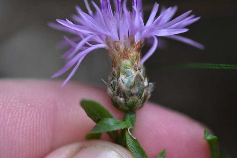 Centaurea spinosociliata photo 7
