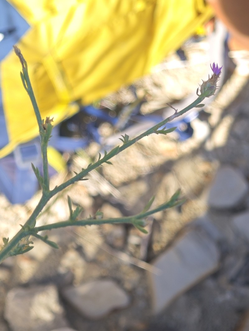 Centaurea spinosociliata photo 8