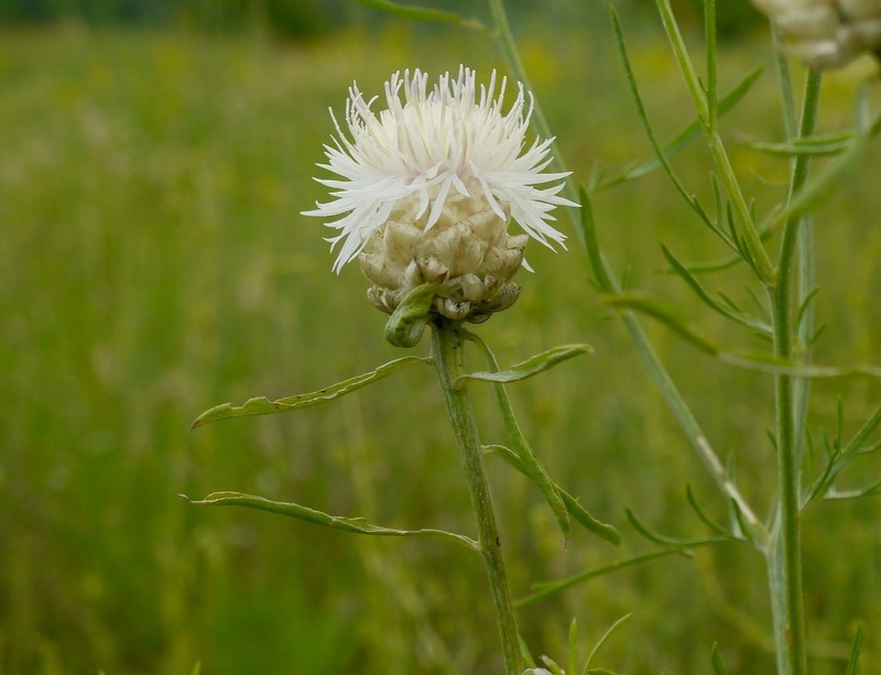 Centaurea splendens photo 3
