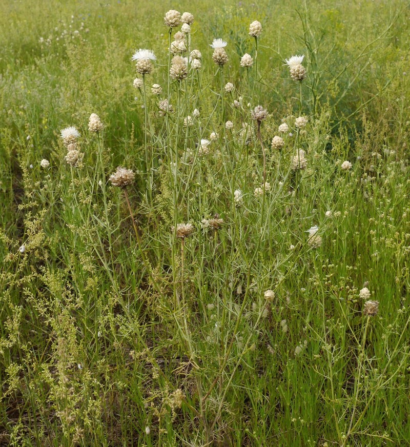 Centaurea splendens photo 4
