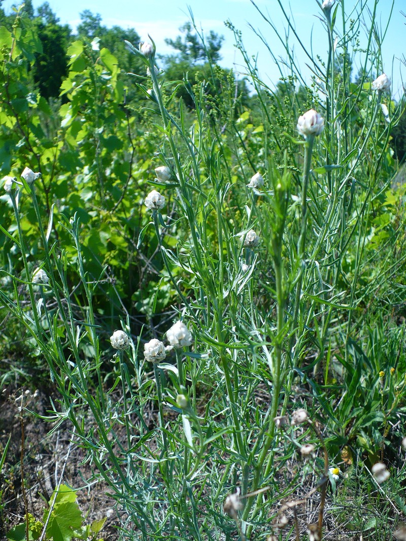 Centaurea splendens photo 6