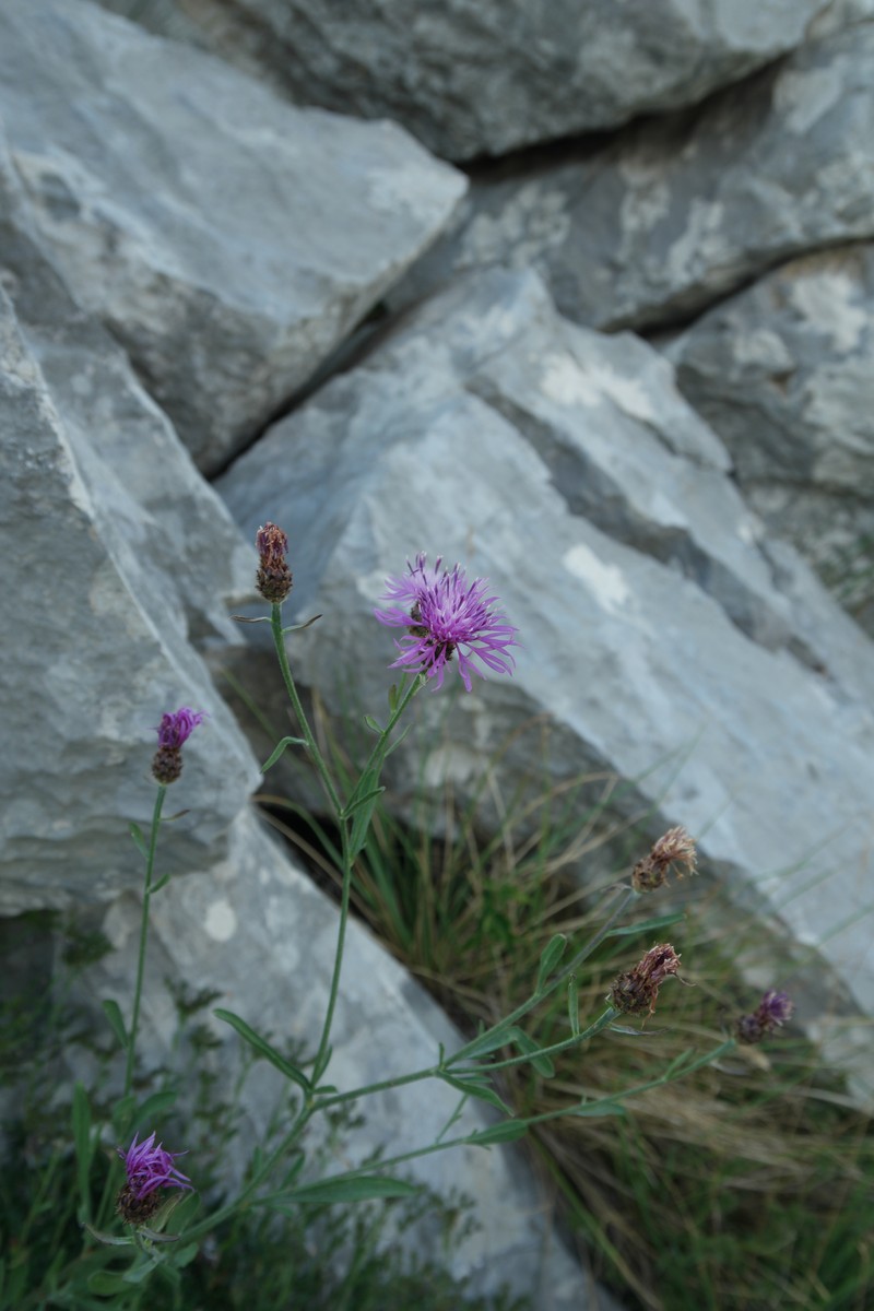 Centaurea splendens