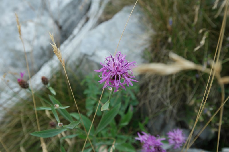 Centaurea splendens photo 7