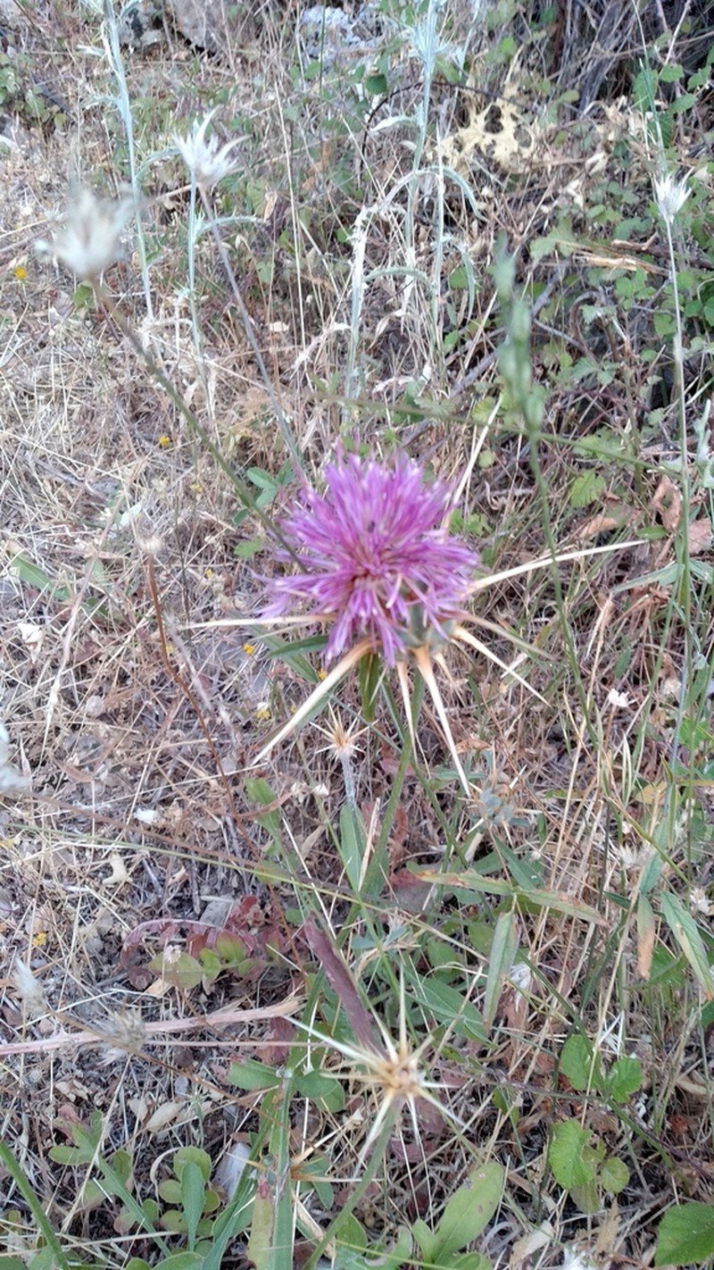 Centaurea spruneri photo 2
