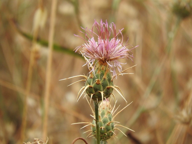 Centaurea spruneri photo 3