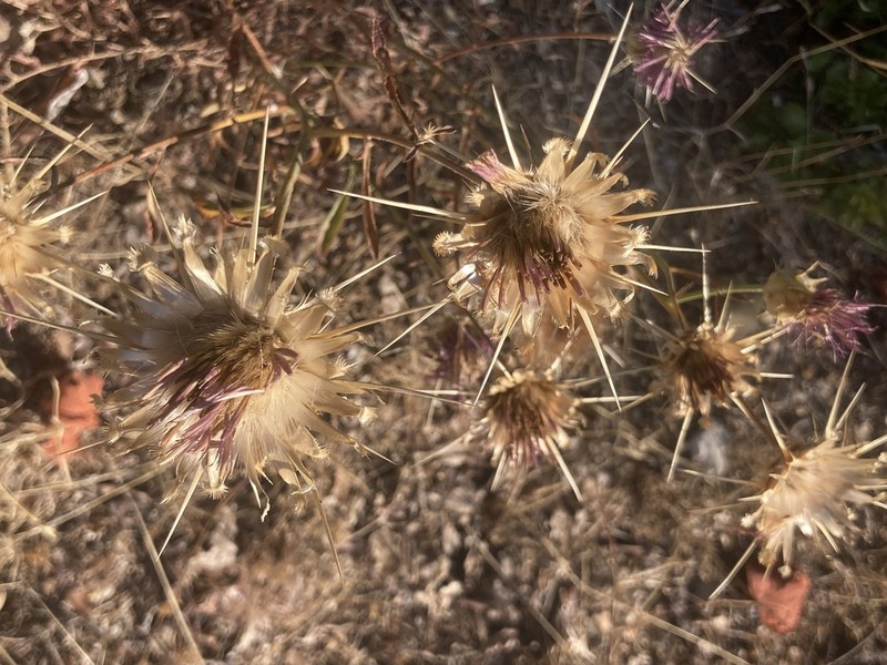 Centaurea spruneri photo 4