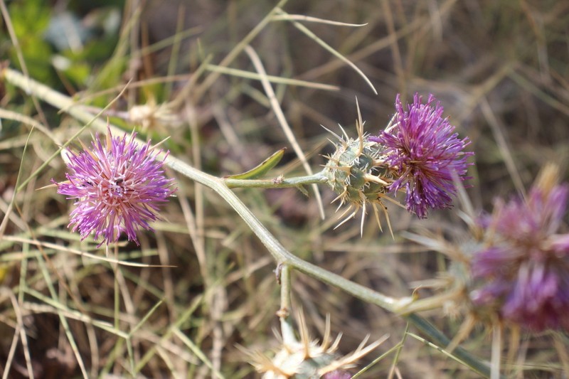 Centaurea spruneri photo 5