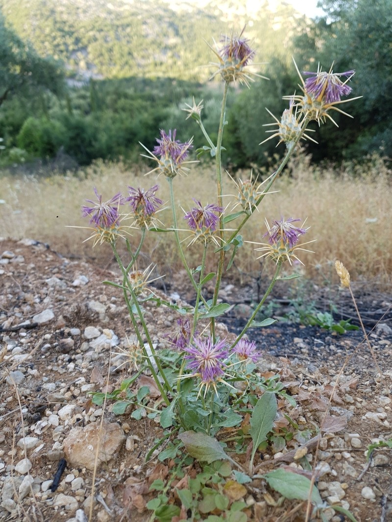 Centaurea spruneri photo 6