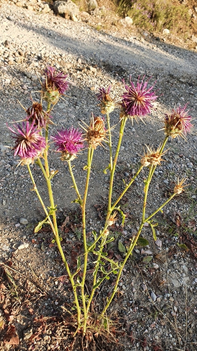 Centaurea spruneri photo 7
