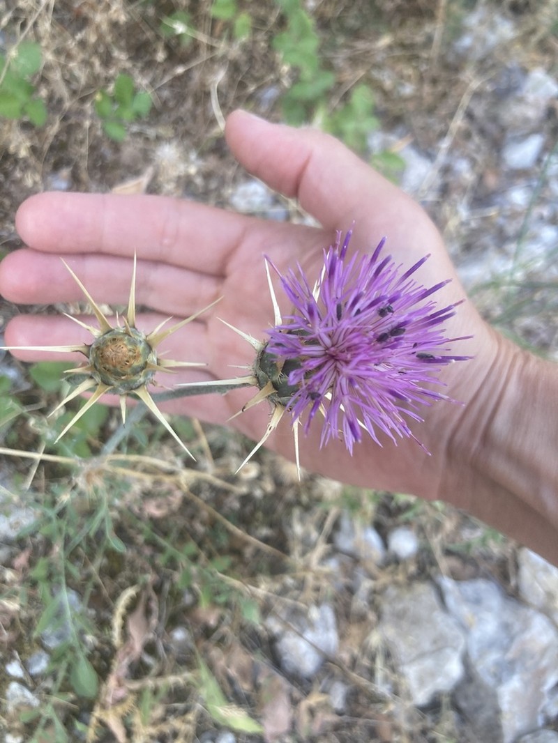 Centaurea spruneri photo 8