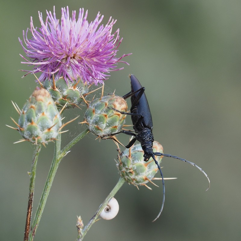 Centaurea spruneri subsp. guicciardii photo 2