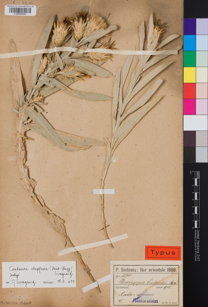 Centaurea stapfiana photo 2