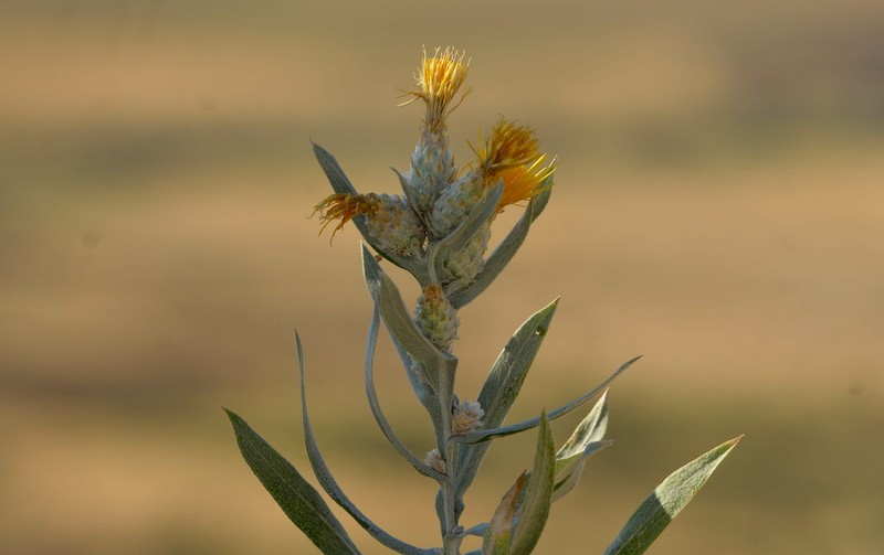 Centaurea stapfiana