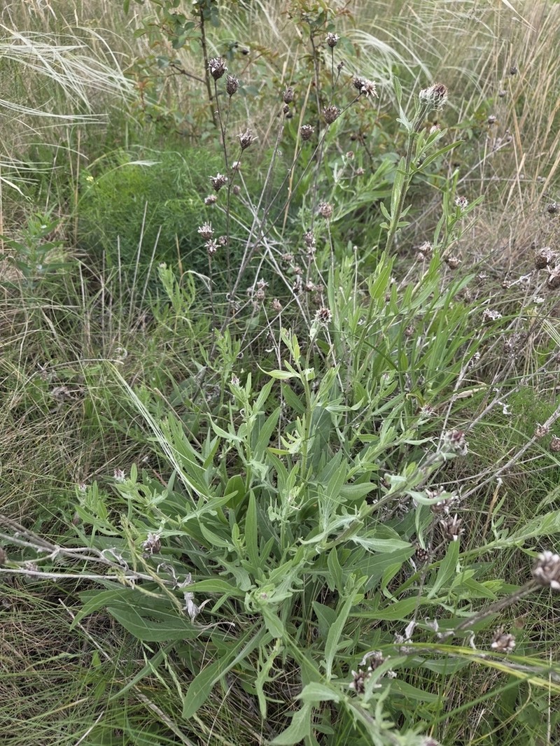 Centaurea stereophylla