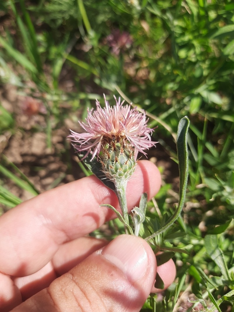 Centaurea stereophylla photo 2