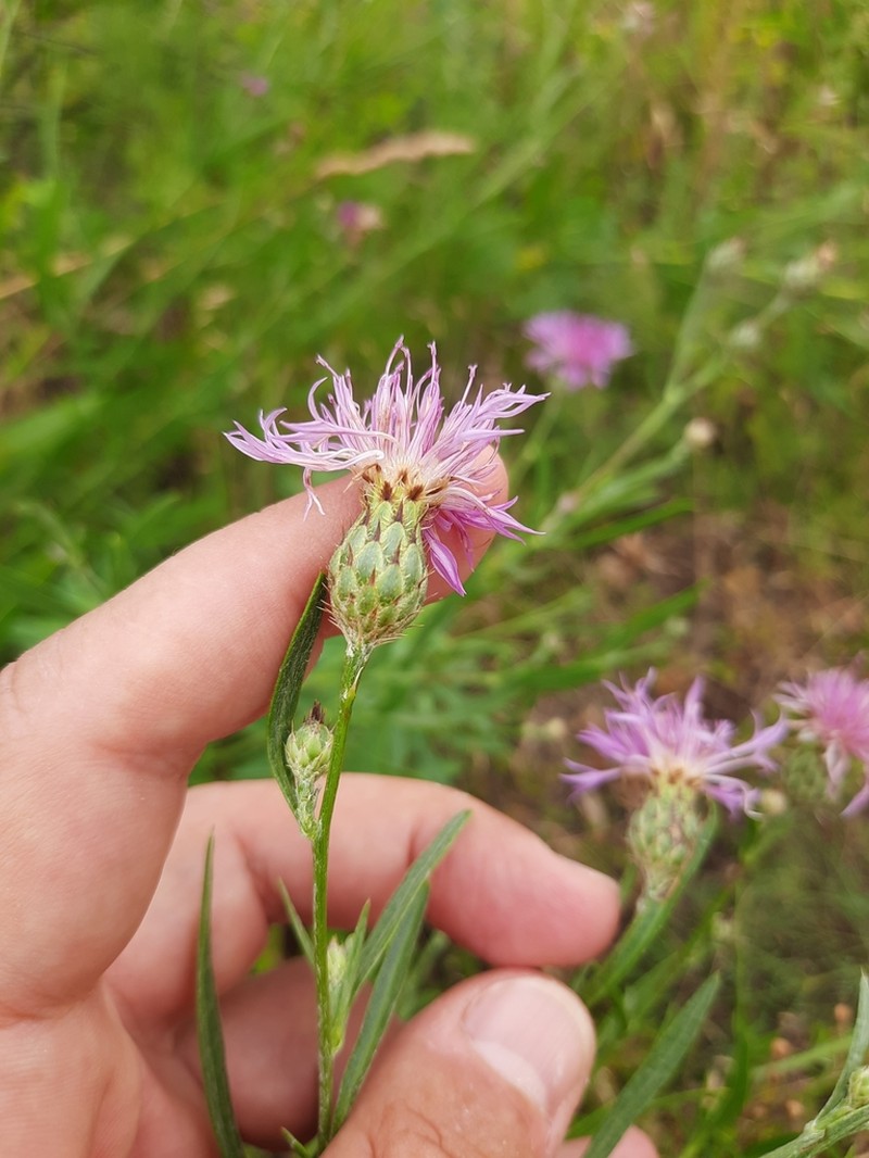Centaurea stereophylla photo 3