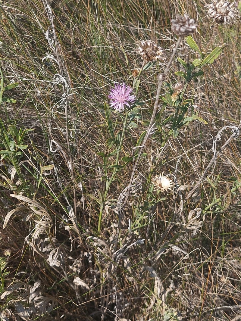Centaurea stereophylla photo 4