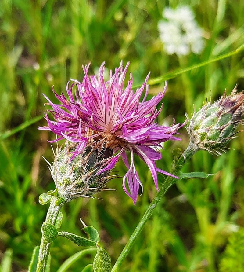 Centaurea stereophylla photo 5