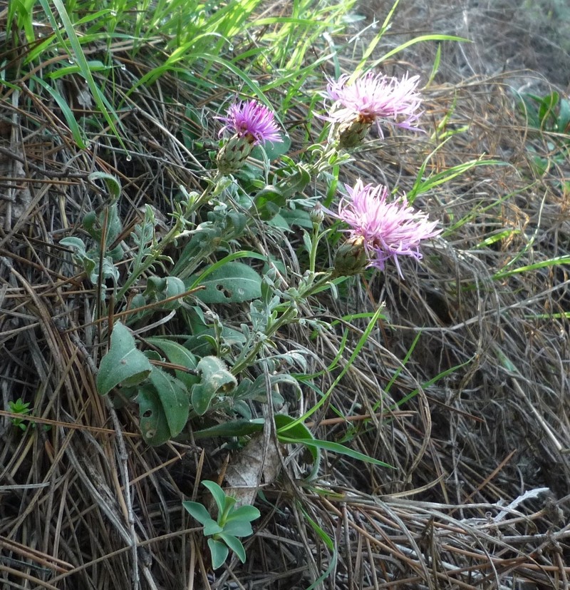 Centaurea stereophylla photo 6