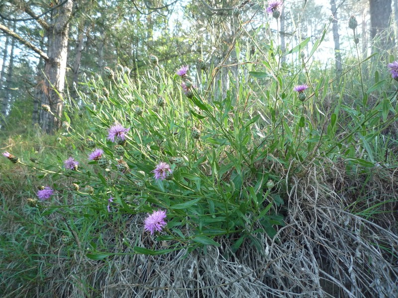 Centaurea stereophylla photo 7