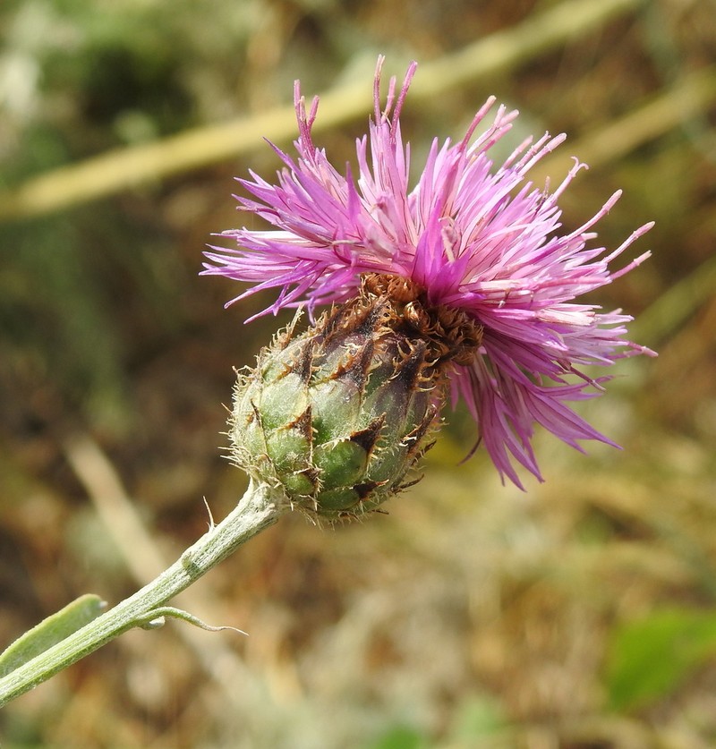 Centaurea stereophylla photo 8