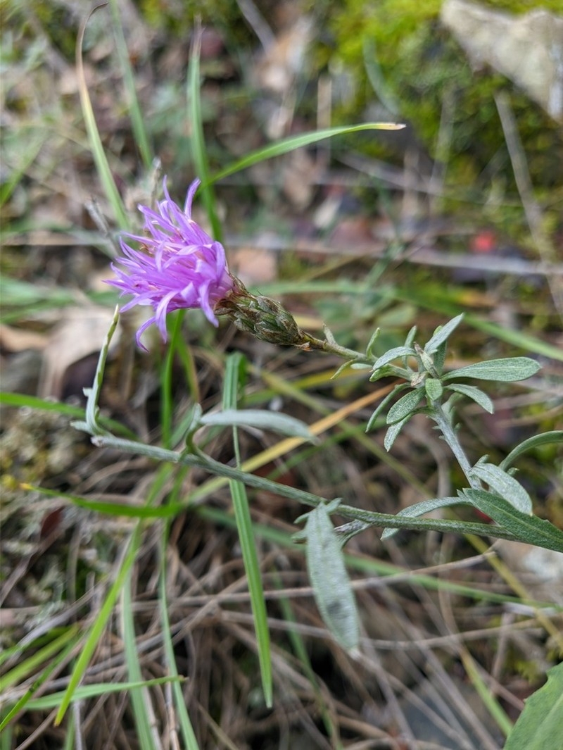 Centaurea sterilis