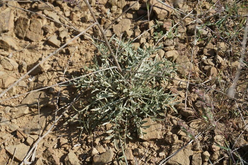 Centaurea sterilis photo 2