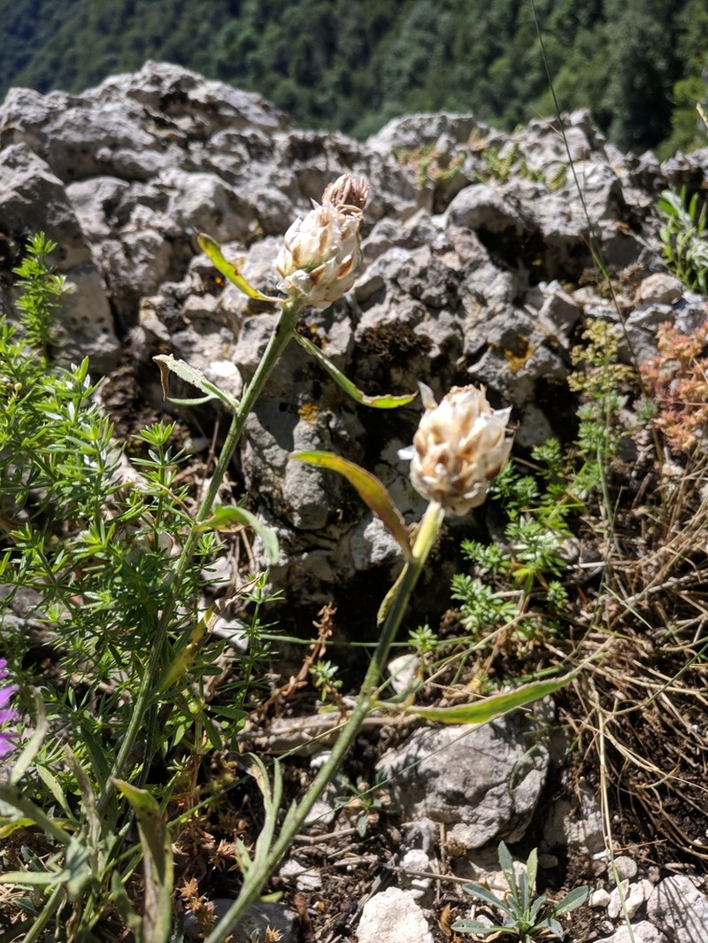 Centaurea sterilis photo 3