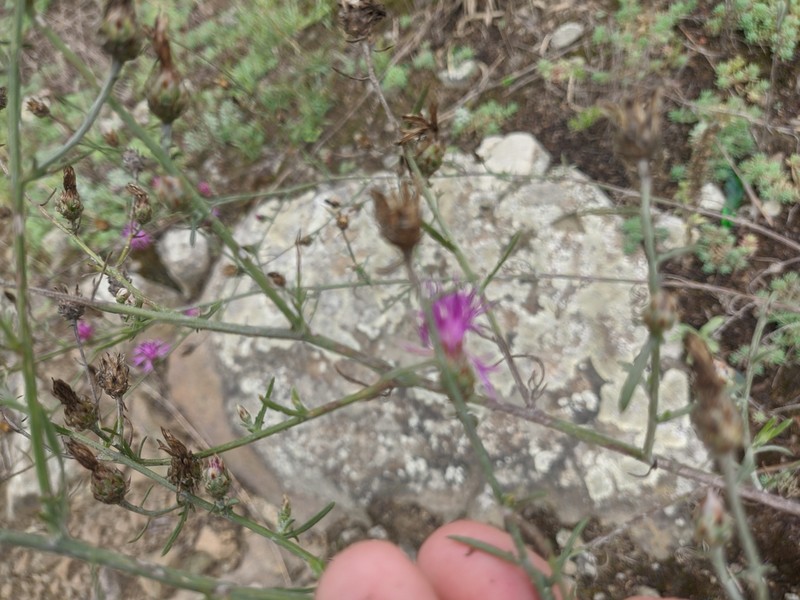 Centaurea sterilis photo 4