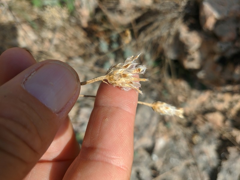 Centaurea sterilis photo 5