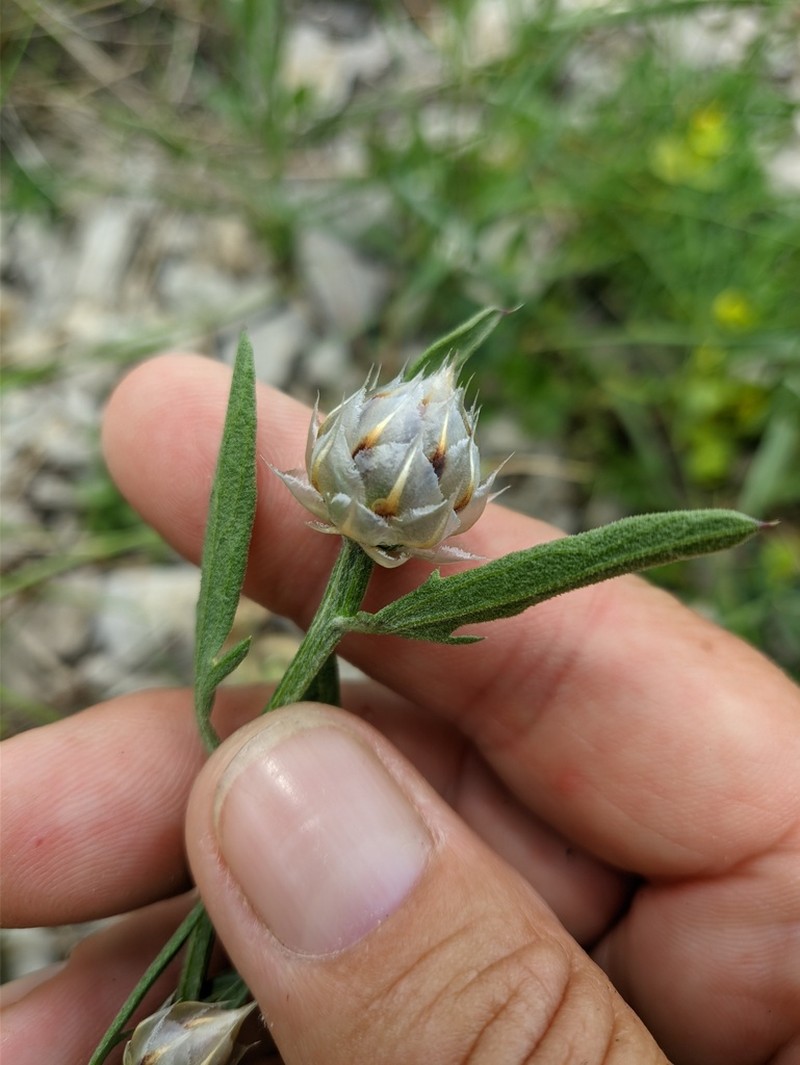 Centaurea sterilis photo 6