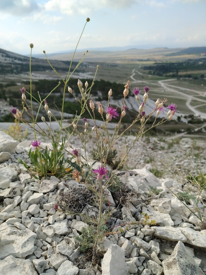 Centaurea sterilis photo 7