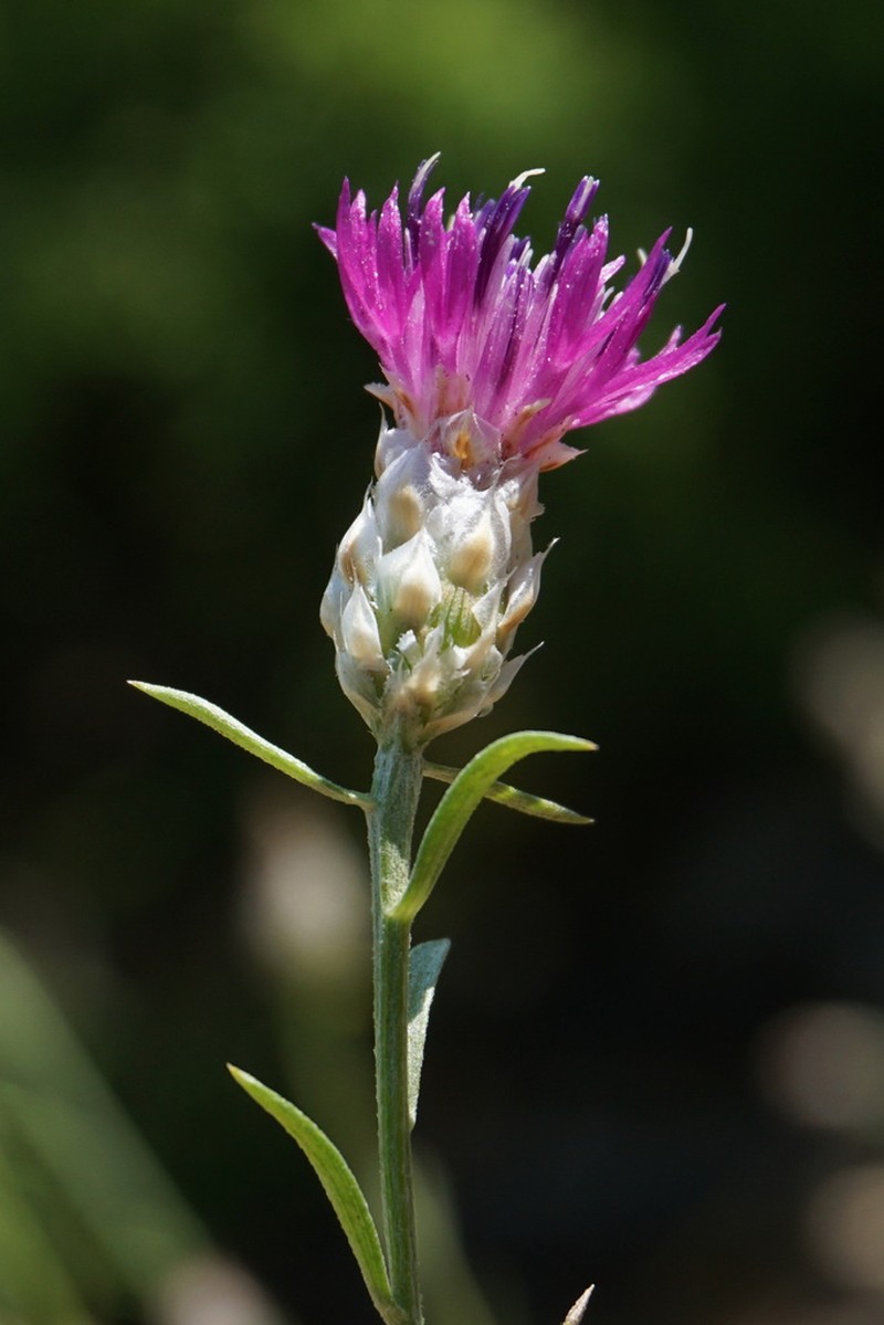 Centaurea sterilis photo 8