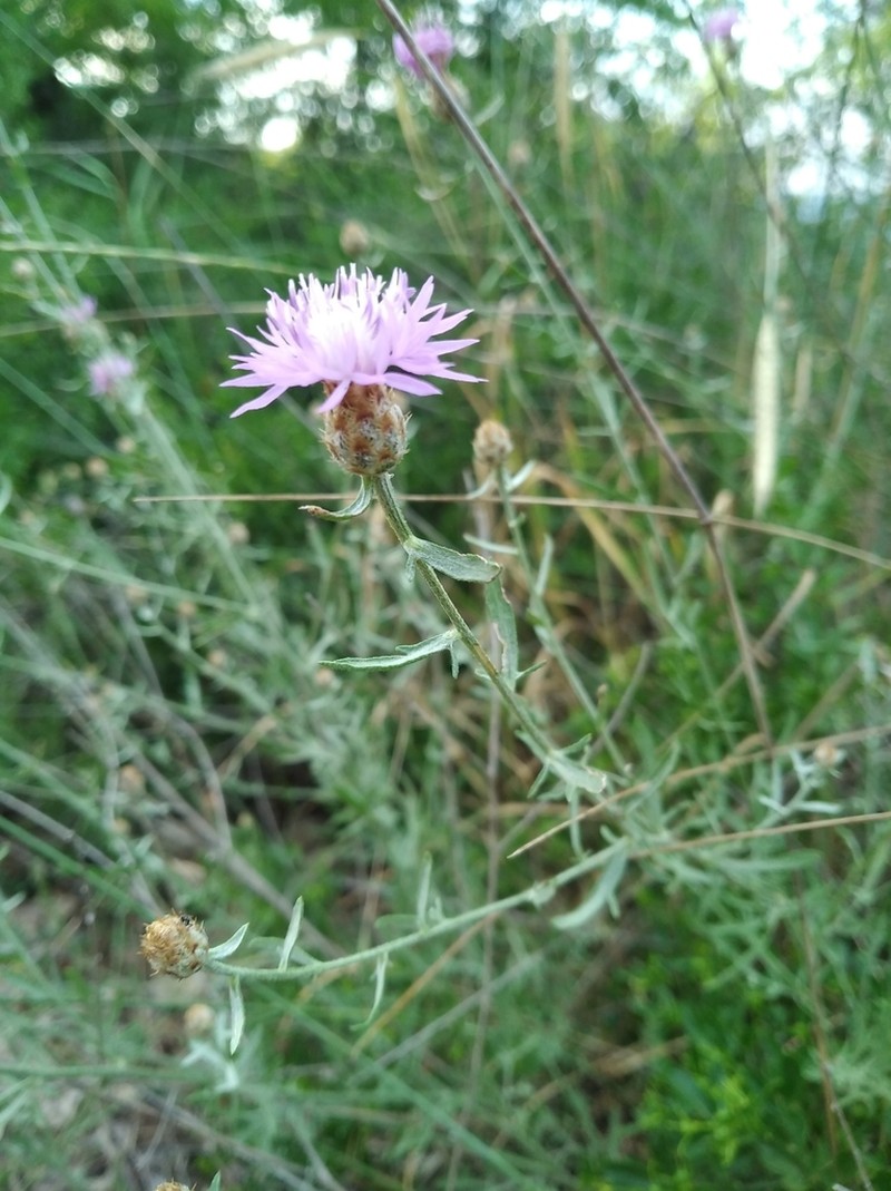 Centaurea steveniana photo 3